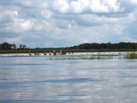 paddling Cedar Key, kayak, canoe