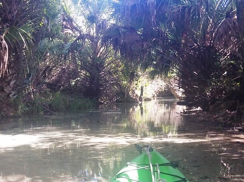 paddling Juniper Springs Run, Ocala National Forest, kayak, canoe