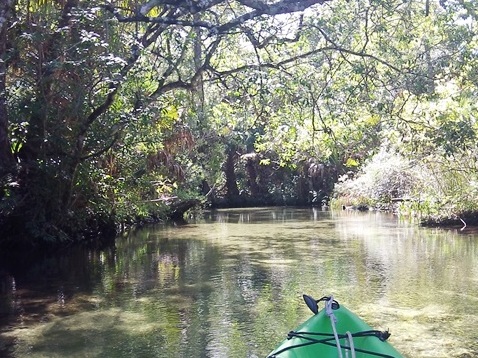 paddling Juniper Springs Run, Ocala National Forest, kayak, canoe