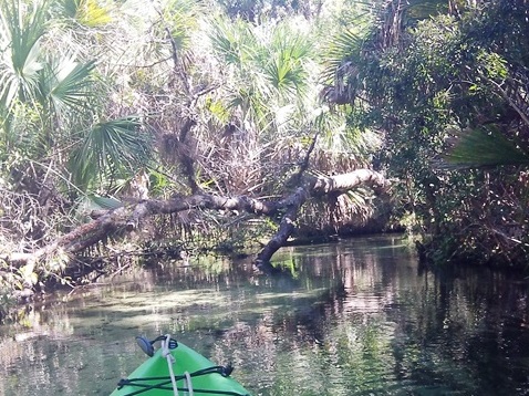 paddling Juniper Springs Run, Ocala National Forest, kayak, canoe