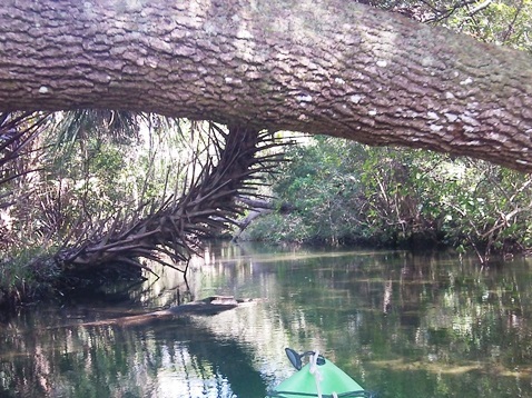 paddling Juniper Springs Run, Ocala National Forest, kayak, canoe