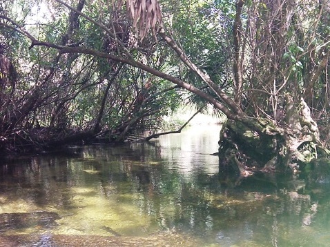 paddling Juniper Springs Run, Ocala National Forest, kayak, canoe