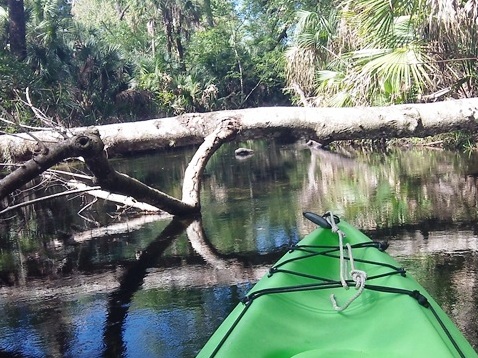 paddling Juniper Springs Run, Ocala National Forest, kayak, canoe