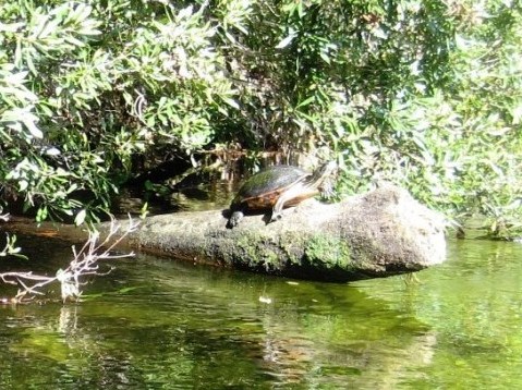 paddling Juniper Springs Run, Ocala National Forest, kayak, canoe