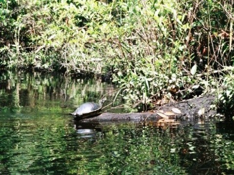 paddling Juniper Springs Run, Ocala National Forest, kayak, canoe