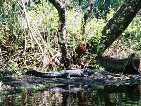 paddling Juniper Springs Run, Ocala National Forest, kayak, canoe