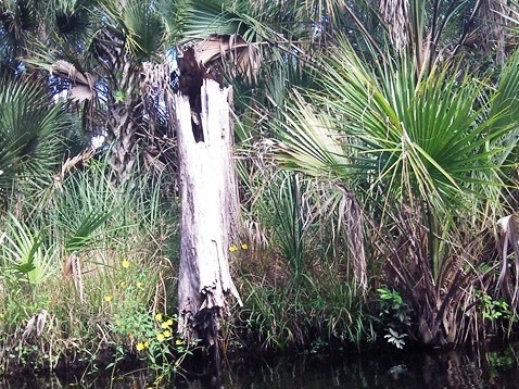 paddling Juniper Springs Run, Ocala National Forest, kayak, canoe