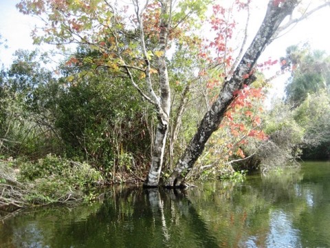 paddling Juniper Springs Run, Ocala National Forest, kayak, canoe