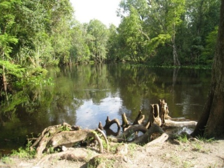 paddle Ocklawaha River, kayak, canoe