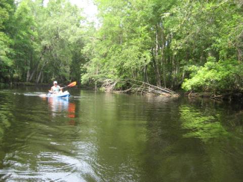 paddling Ocklawaha River, kayak, canoe