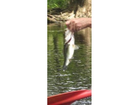 paddling Ocklawaha River, kayak, canoe