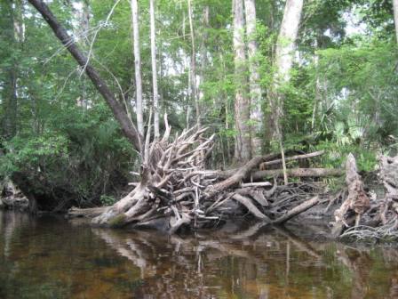 paddling Ocklawaha River, kayak, canoe