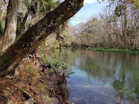 paddling Ocklawaha River, kayak, canoe