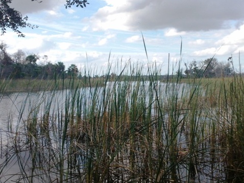 North Florida, Salt Springs Run