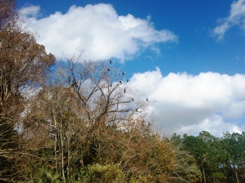 North Florida, Salt Springs Run