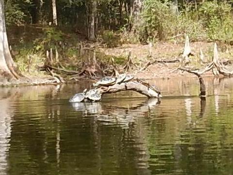 paddling Santa Fe River, US 27 to Poe Spring ,kayak, canoe