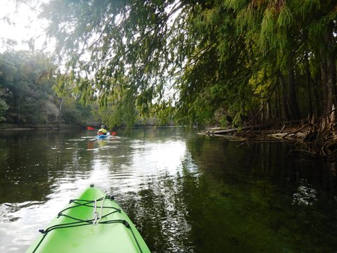 paddling Santa Fe River, Rum to Gilchrist, kayak, canoe