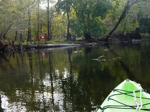 paddling Santa Fe River, Rum to Gilchrist, kayak, canoe