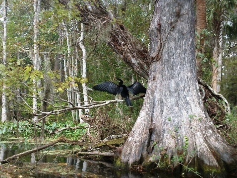 paddling Silver River, wildlife