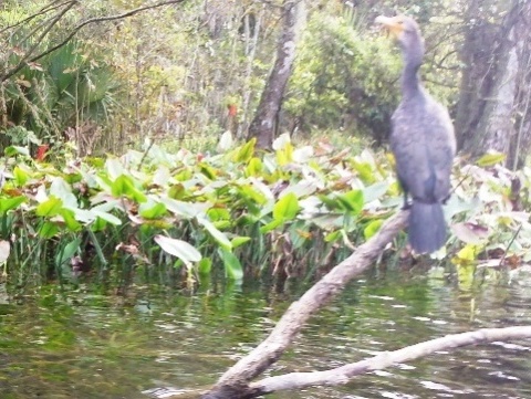 paddling Silver River, wildlife