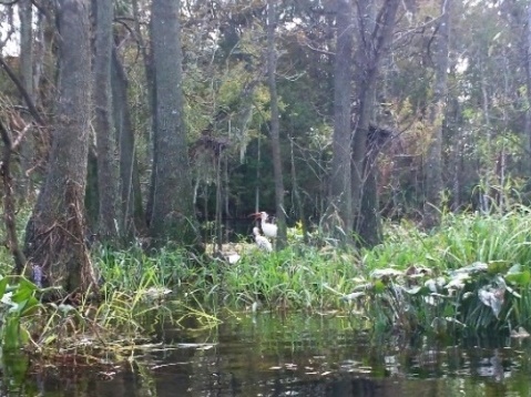 paddling Silver River, wildlife