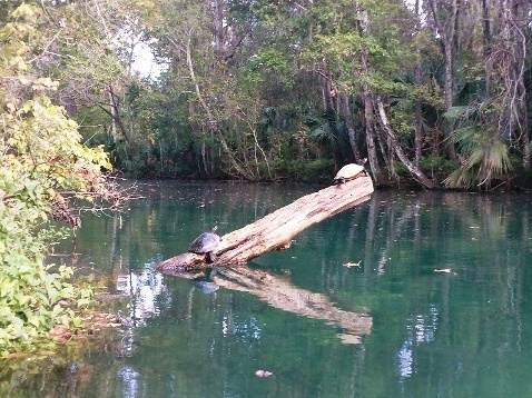paddling Silver River, wildlife
