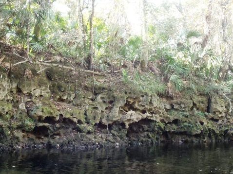 paddling Steinhatchee River