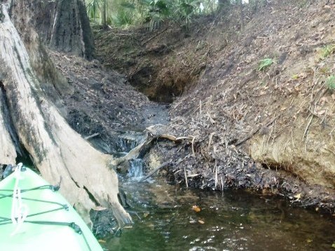 paddling Steinhatchee River