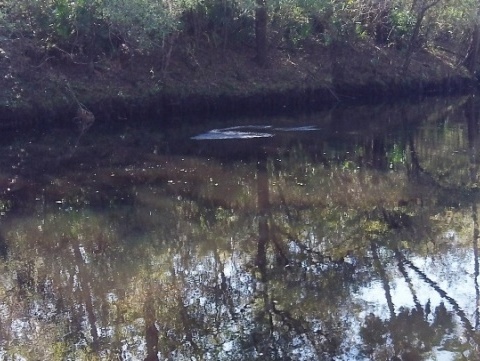 paddling Steinhatchee River