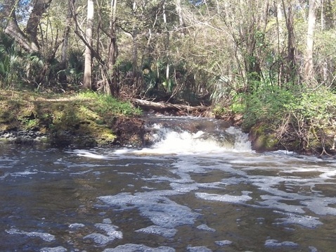 paddling Steinhatchee River