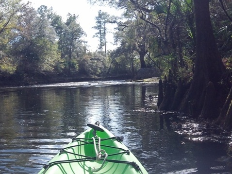 paddling Steinhatchee River