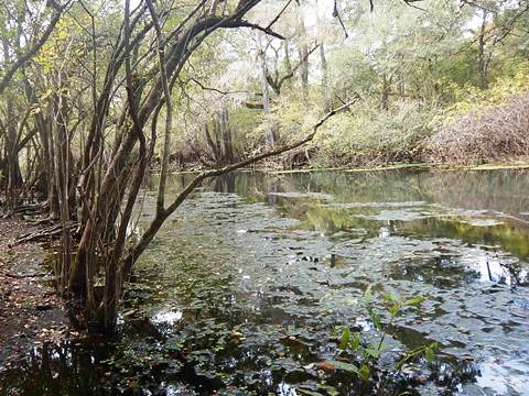 paddling Suwannee River, Otter Springs