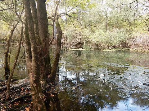 paddling Suwannee River, Otter Springs