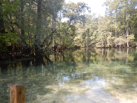 paddling Suwannee River, Manatee Springs SP