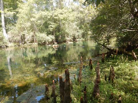 paddling Suwannee River, Manatee Springs SP