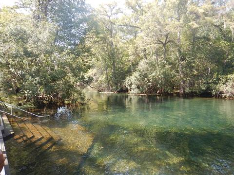 paddling Suwannee River, Manatee Springs SP