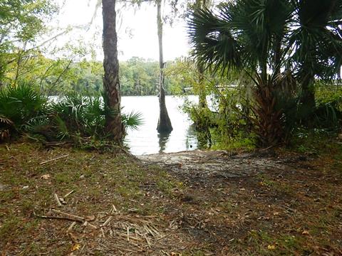 paddling Suwannee River, Yellow Jacket