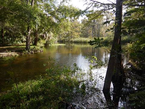 paddling Suwannee River, Munden Creek