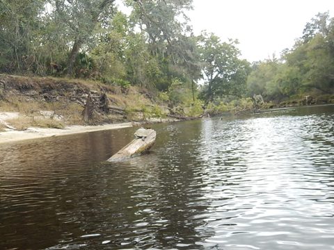 paddling Suwannee River State Park