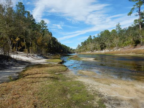 paddling Suwannee River, Cone Bridge