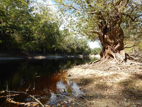 paddling Suwannee River, Cone Bridge