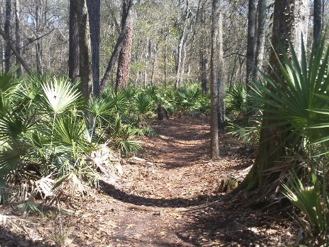 paddling Suwannee River, Big Shoals SP