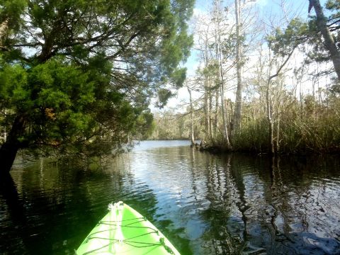 paddling Waccasassa River, kayak, canoe