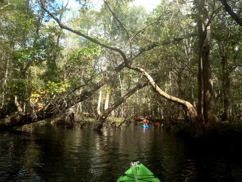 paddling Waccasassa River, kayak, canoe