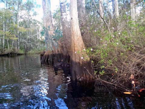 paddling Waccasassa River, kayak, canoe