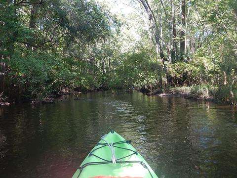 paddling Wekiva River, Levy County, kayak, canoe