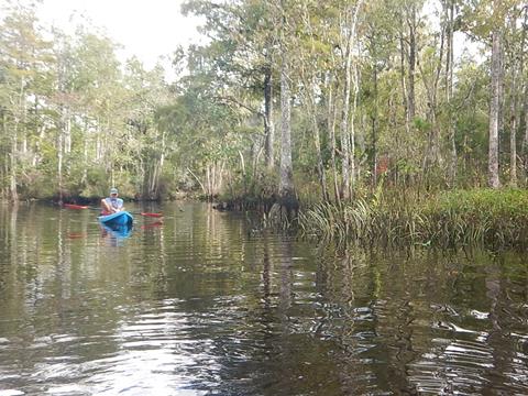 paddling Wekiva River, Levy County, kayak, canoe