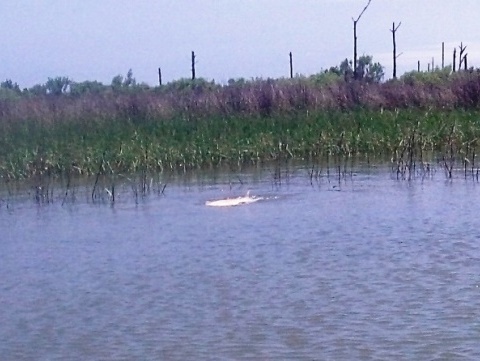 paddling on Apalachicola Bay