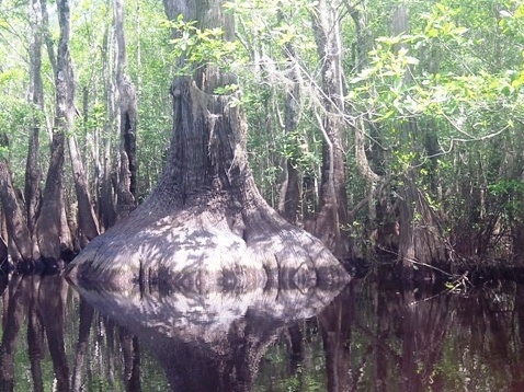 paddling, Apalachicola River ARWEA, Bloody Bluff Landing