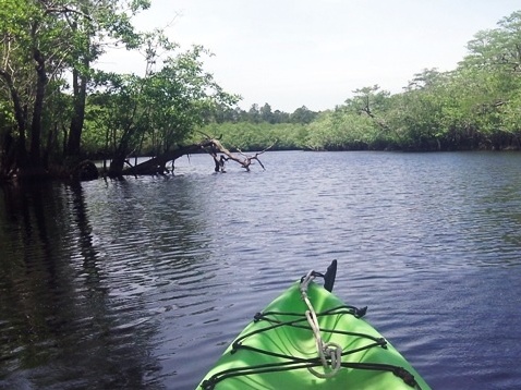 paddling, Apalachicola River ARWEA, Bloody Bluff Landing